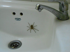 My buddy is back and living in my sink. Teeth not brushed that night.