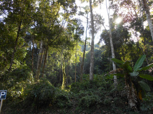 sunlight through the forest