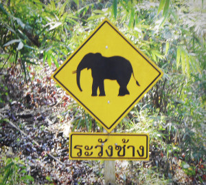 Elephant Crossing