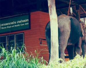 Elephant Hospital (note the IV)