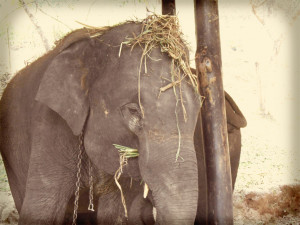 Elephant Hat