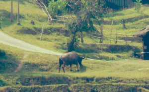 Just your average water buffalo