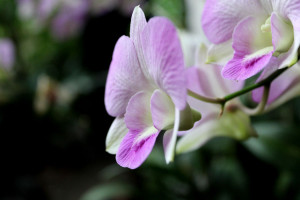 orchid