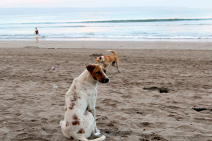 beach dog