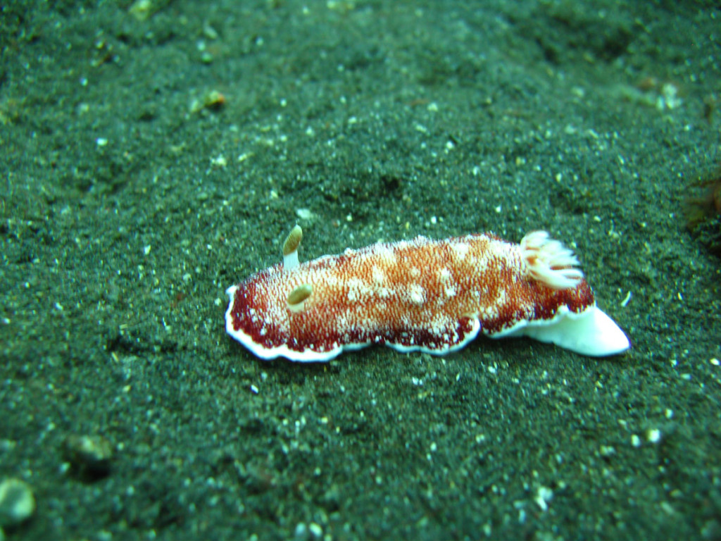 nudibranch