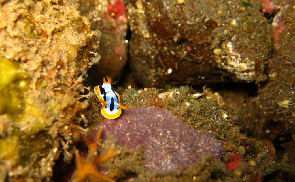 nudibranch