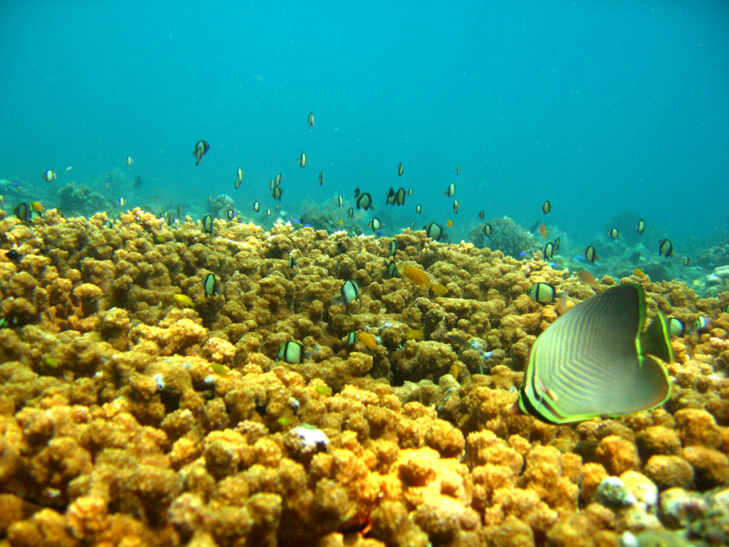 coral garden