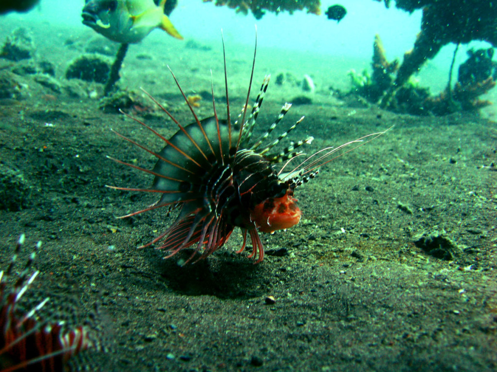 lion fish in full array