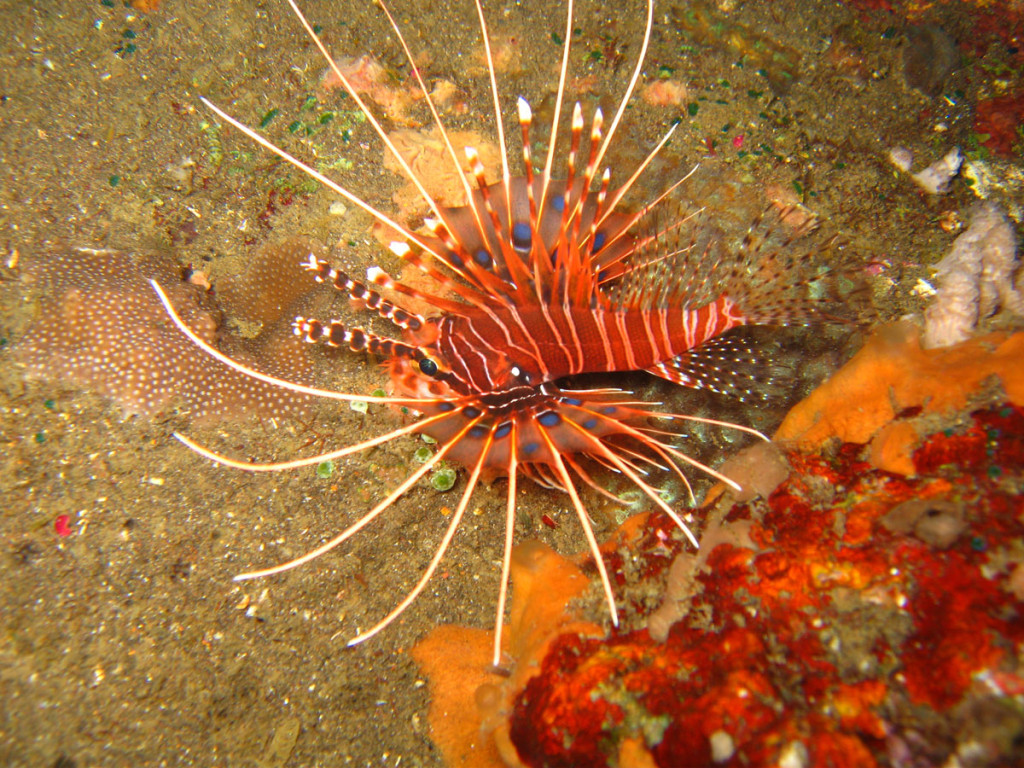 Lion fish - don't get too close! 