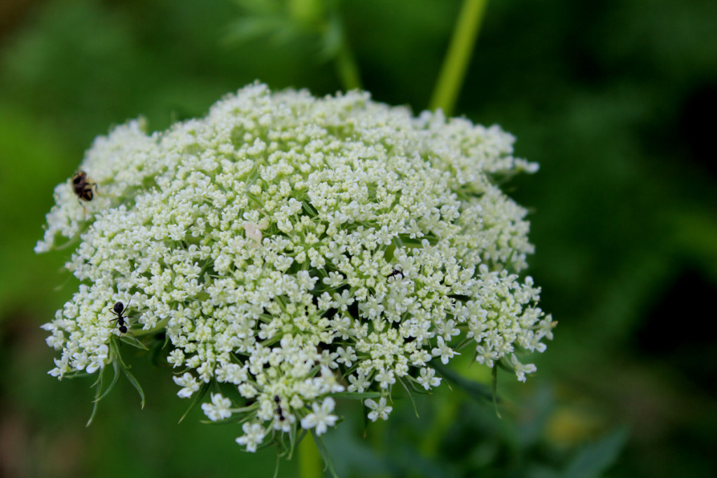 flower in garden