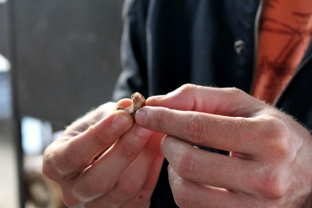 Aaron checks out the cashew