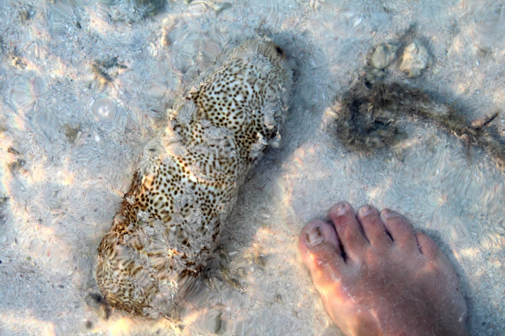 sea cucumber with foot for scale