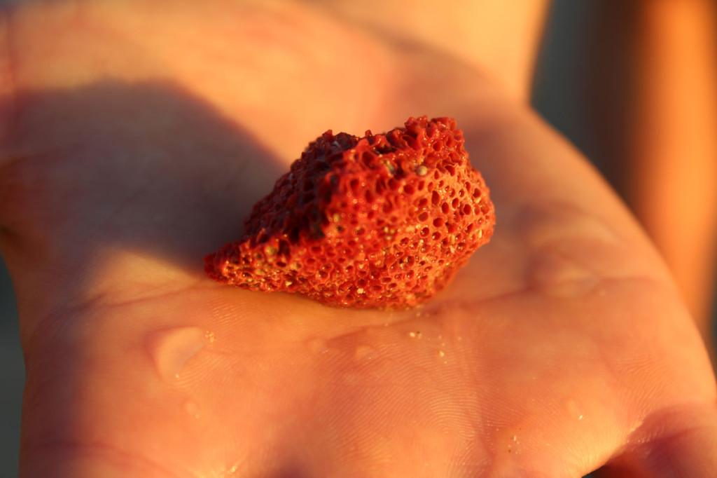 beach treasure