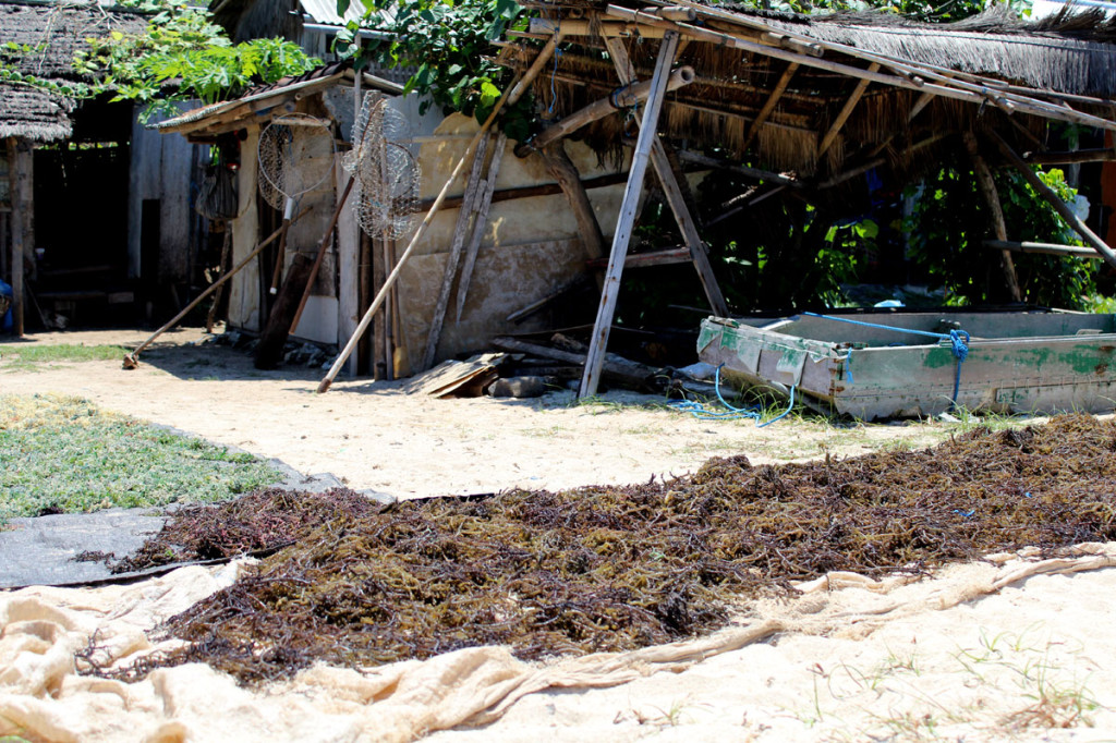 seaweed farming