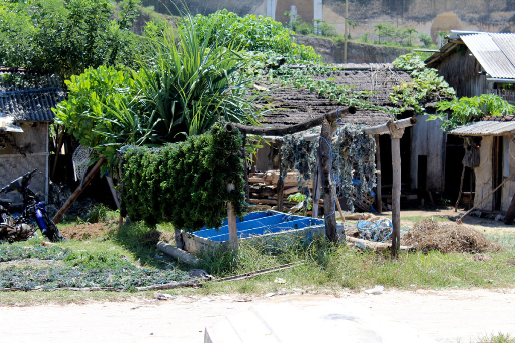 seaweed farming