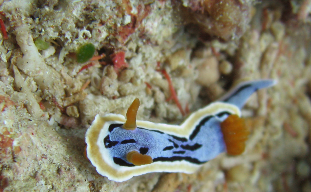 sweet nudi Photo by Aaron