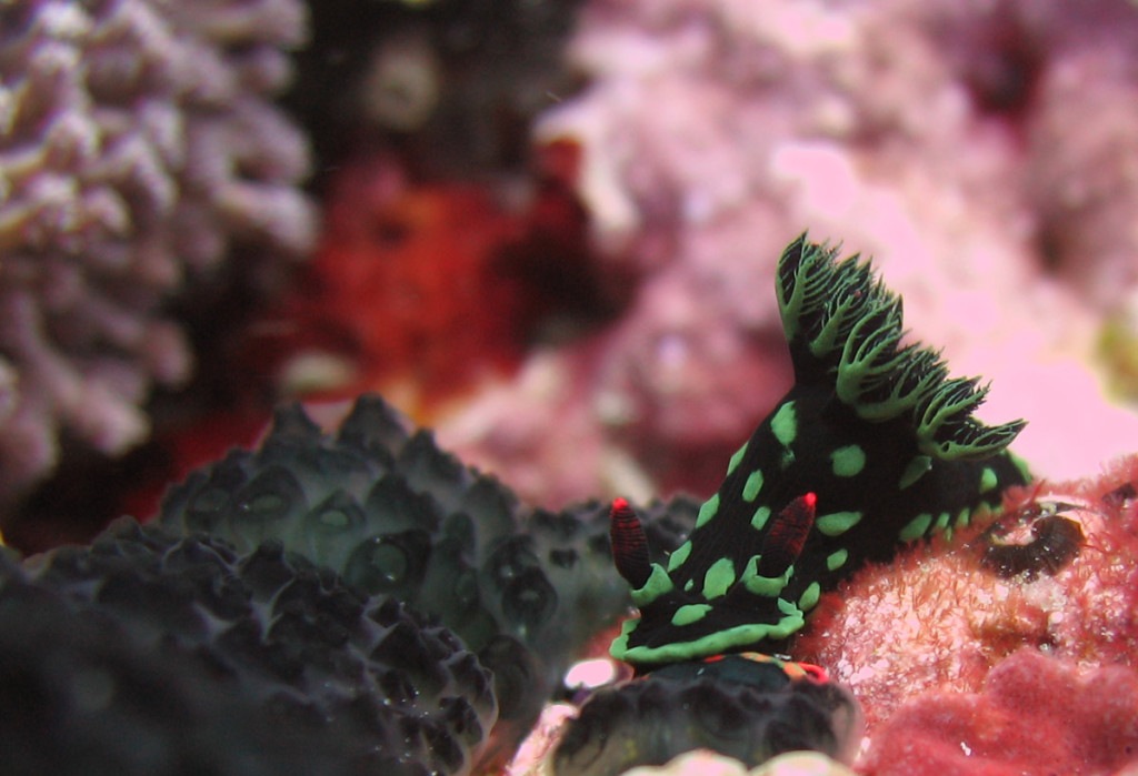 Another sweet nudi photo by aaron