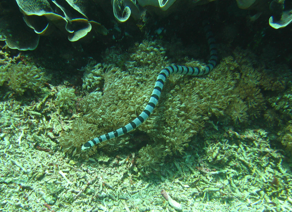 Spotted - sea snake Photo by Aaron